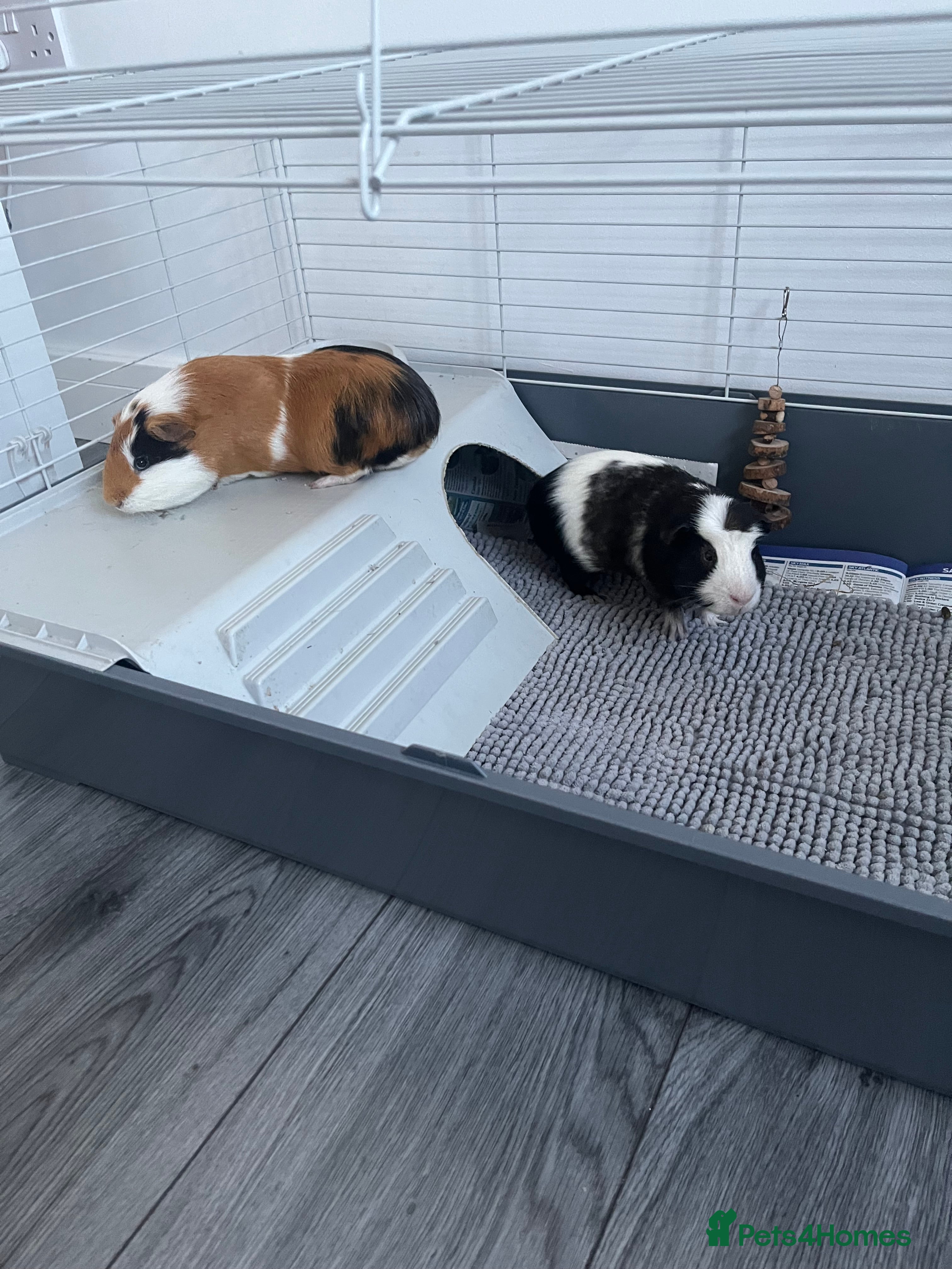 Guinea Pig rodents 2 male guinea pigs  - Advert 8