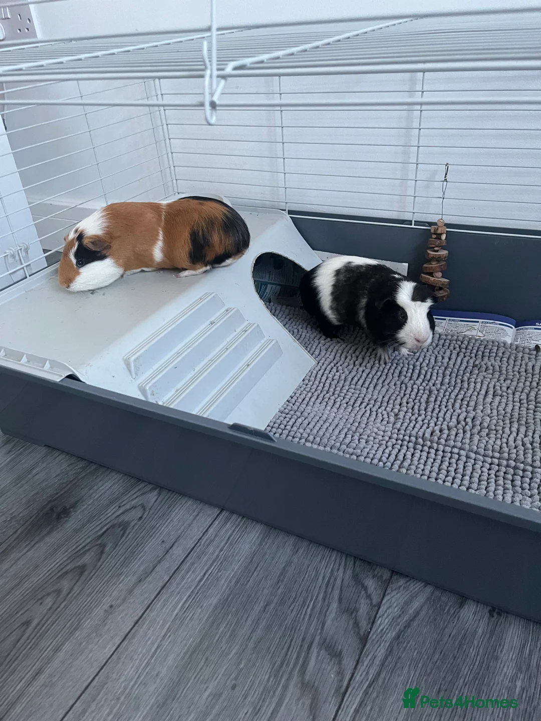 Guinea Pig rodents for sale: 2 male guinea pigs  - Advert 1