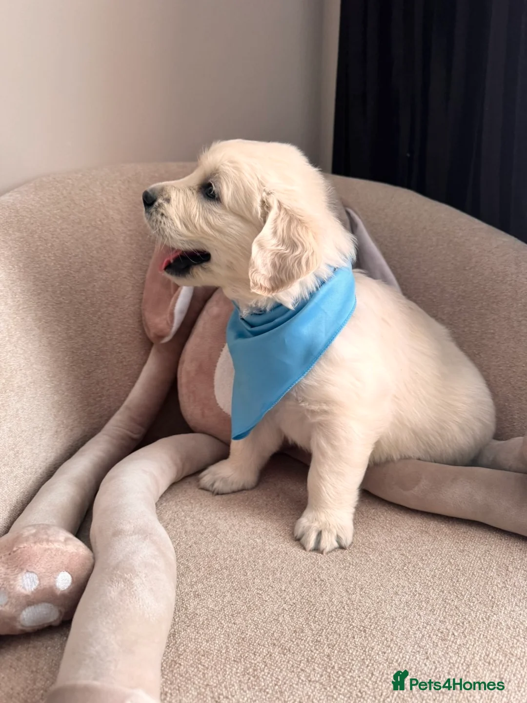 Golden Retriever dogs for sale: Exceptional Show Champion Litter   - Advert 3