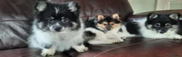 Mixed Breed dogs for sale: Gorgeous Pomeranian × Japanese Spitz Puppies in Falkirk - Advert 28