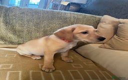 Labrador Retriever dogs for sale: Stunning Labrador pedigree puppies  - Advert 33