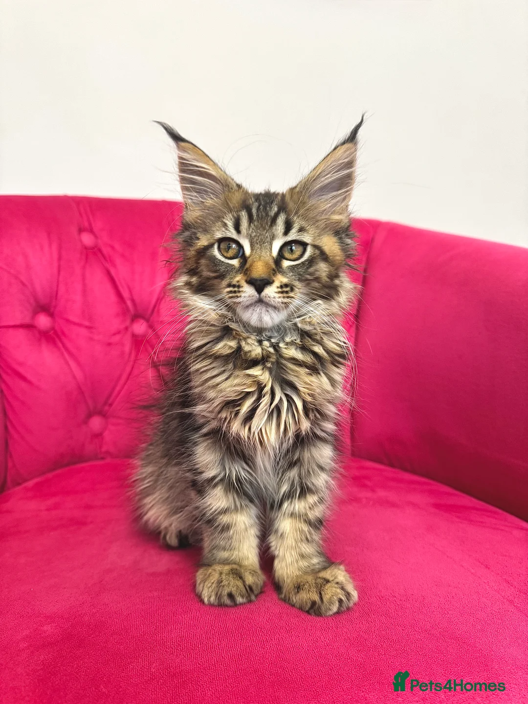Maine Coon cats for sale: MaineCoon Kittens 🏆20+Gen🧬 Outstadning Pedigree - Advert 3