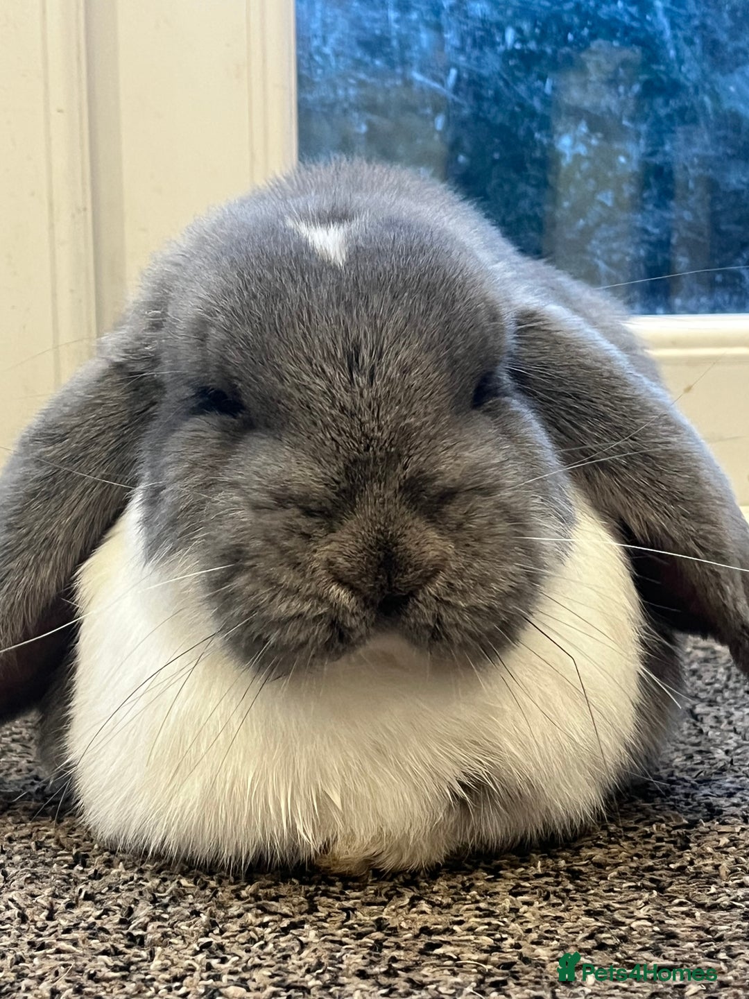 French Lop rabbits for sale: Giant French lop - Image 11