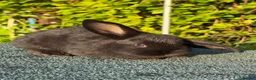 Mixed Breed rabbits for sale: Gorgeous Baby Rabbits – Handled Daily - Advert 4