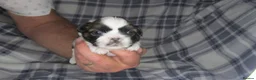 Shih Tzu dogs for sale: Imperial shih tzu - Advert 27