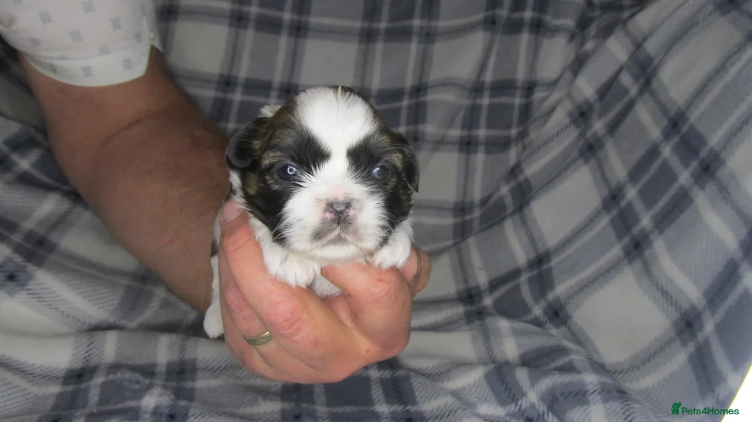 Shih Tzu dogs for sale: Imperial shih tzu - Advert 27