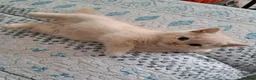 British Shorthair cats for sale: Chunky BSH&BLH kittens - Advert 9
