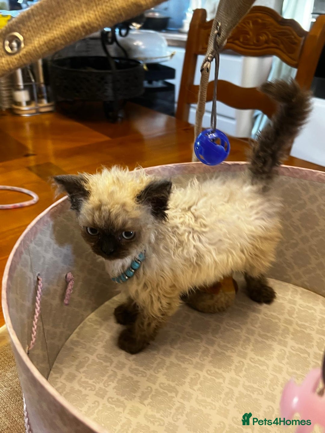 Selkirk Rex cats for sale: Selkirk rex kittens  - Image 24