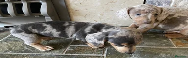 Dachshund 3