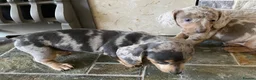Dachshund dogs for sale: Gorgeous dachshund puppies deposit secure  - Advert 17