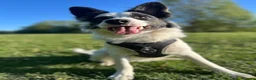 Border Collie dogs for sale: Chase in Barnsley - Advert 9