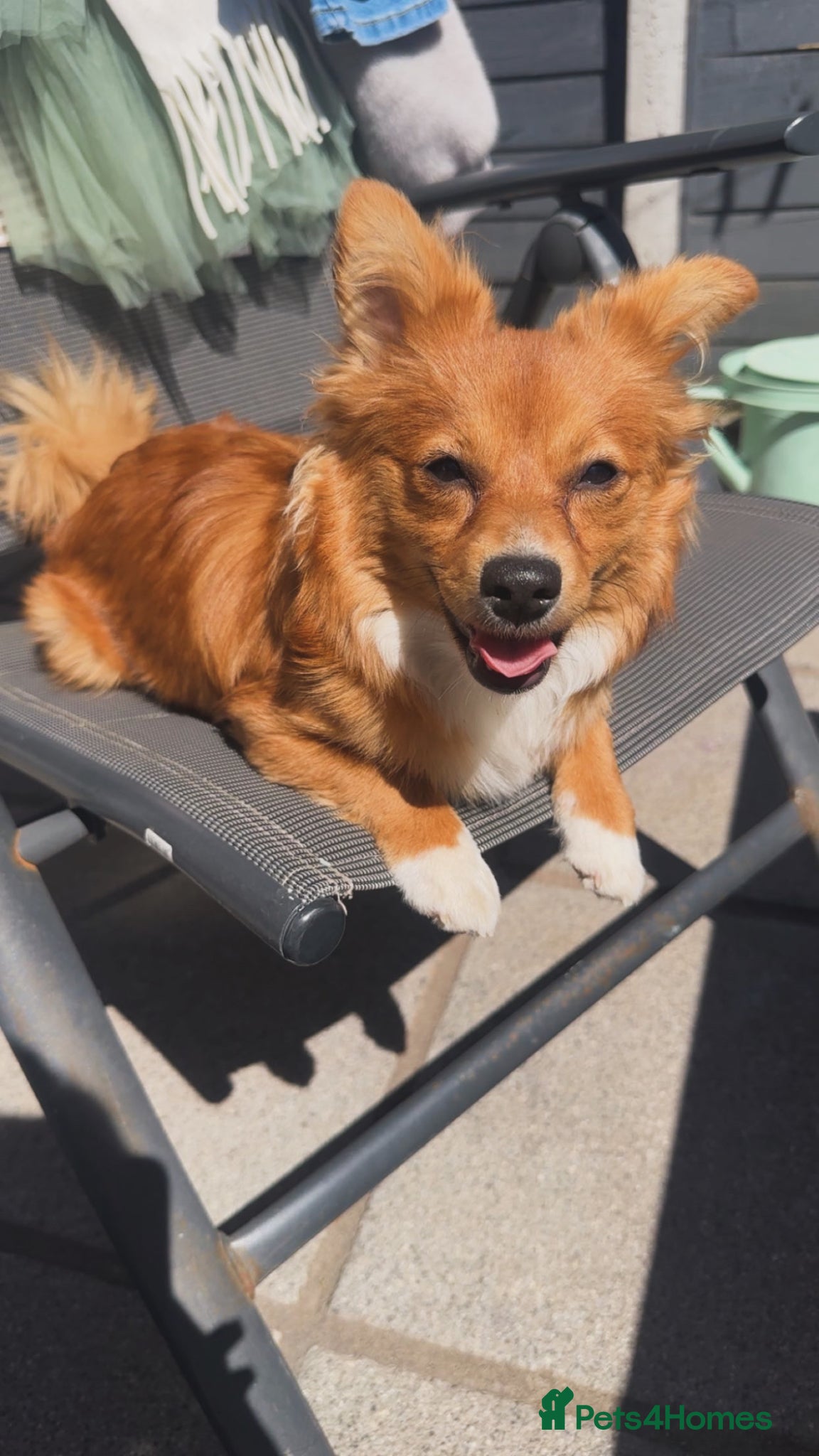 Pomchi dogs Darla the pomchi  - Advert 6