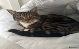 Mixed Breed cats for sale: 1 gorgeous tortie left read to leave this week  - Image 8