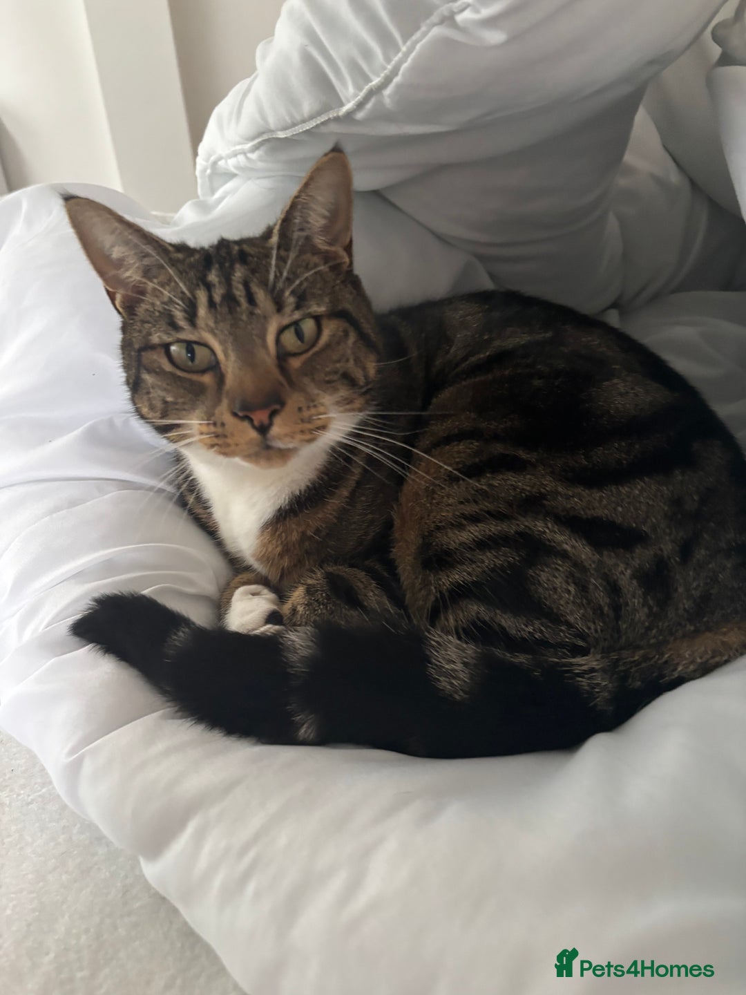 Mixed Breed cats for sale: 1 gorgeous tortie left read to leave this week  - Image 8