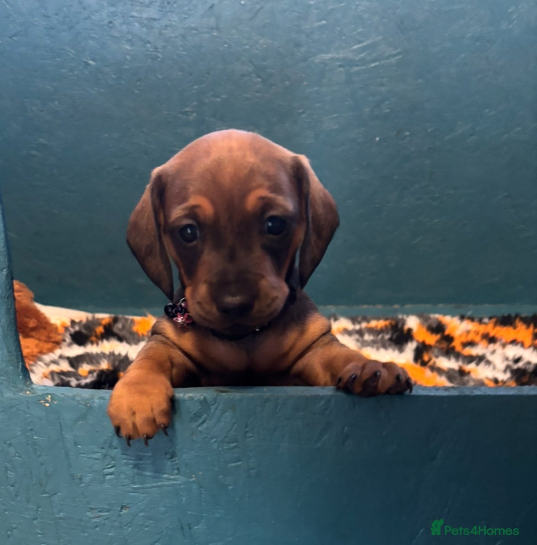 Miniature Dachshund dogs for sale: Beautiful stable dachshund girl pup - Image 8