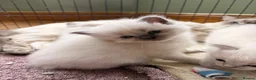 Ragdoll cats for sale: Mischievous trio of gorgeous ragdolls - Advert 12