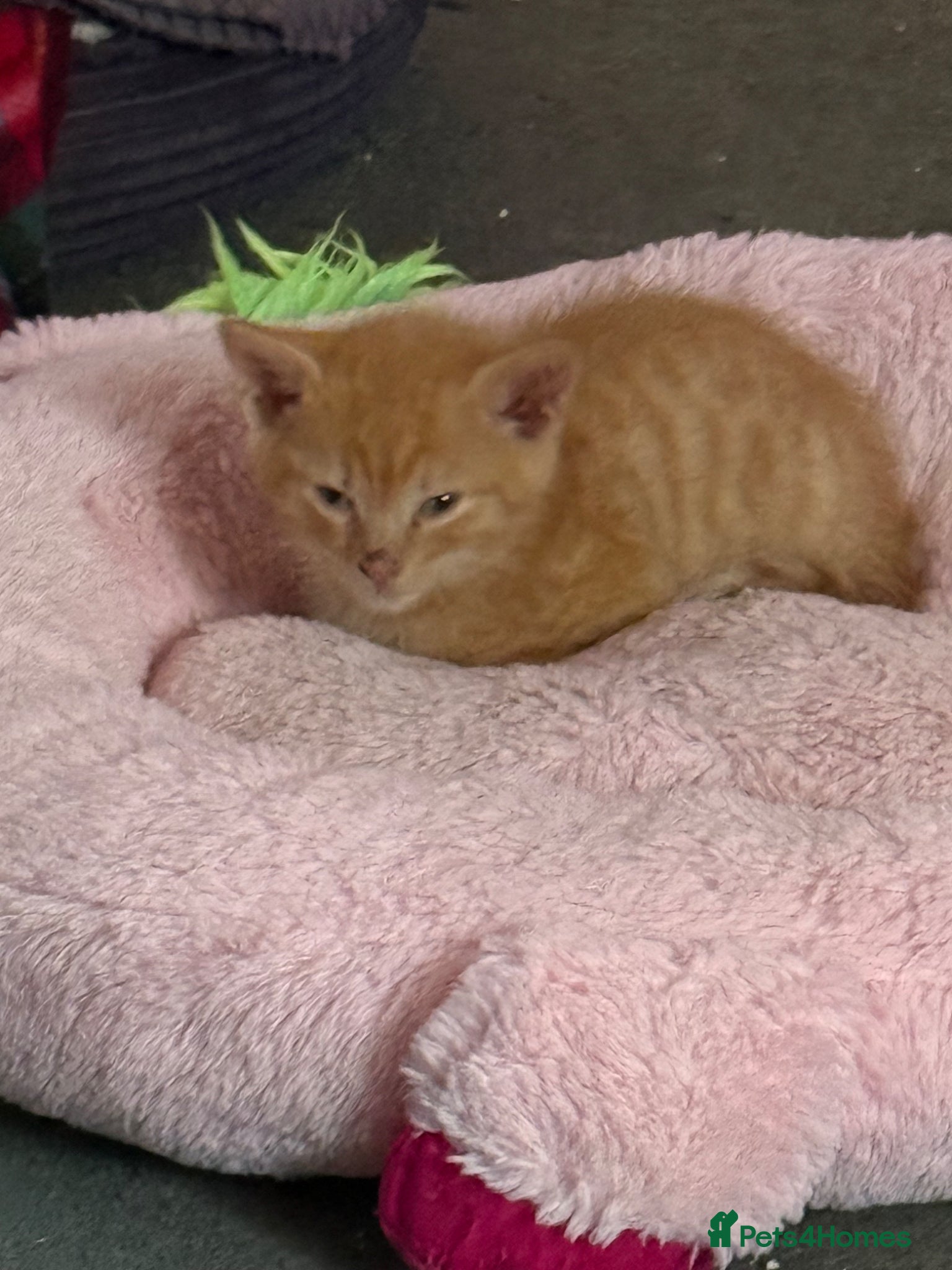 Mixed Breed cats Ginger Kitten £165 Manchester  - Advert 2