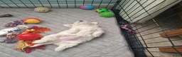 Maltese dogs for sale: Beautiful girls - Advert 9