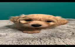 Cavapoo dogs for sale: F1b cavapoo - Image 6