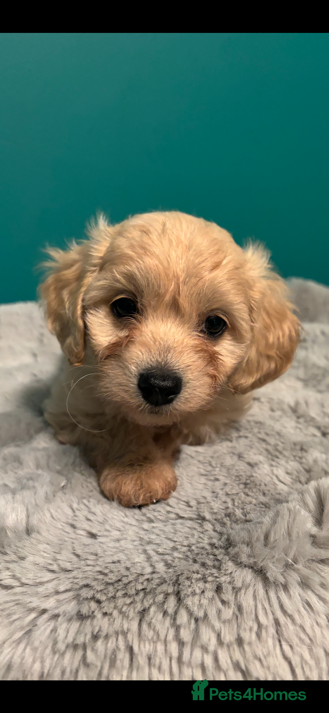 Cavapoo dogs for sale: F1b cavapoo - Image 6