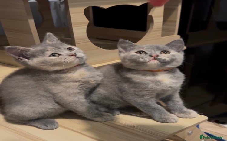 British Shorthair cats - Advert 8