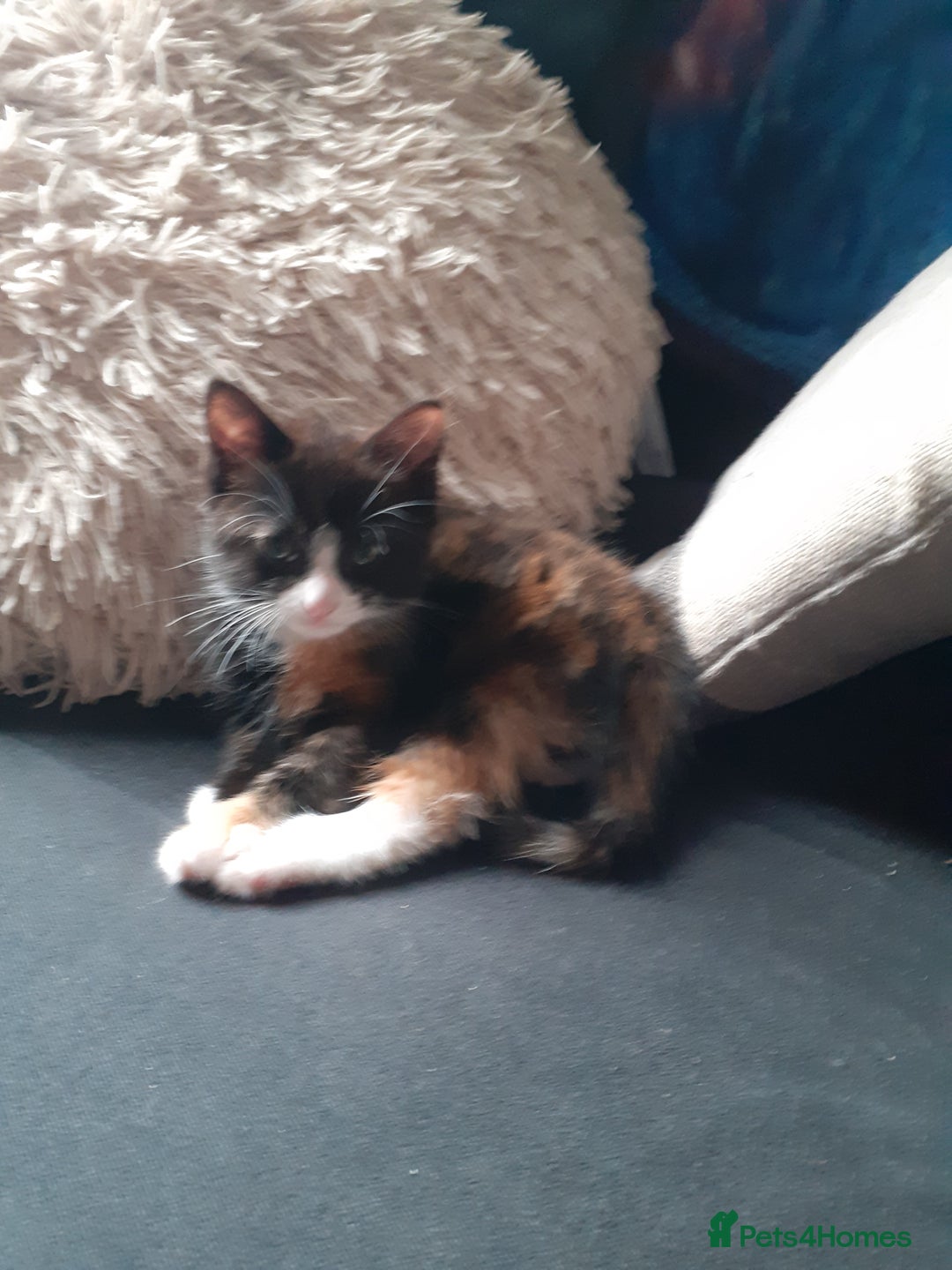 Domestic Shorthair cats for sale: Girl Kitten ready now - Image 2
