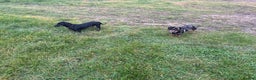 Dachshund dogs for sale: Miniature dachshund  - Advert 5