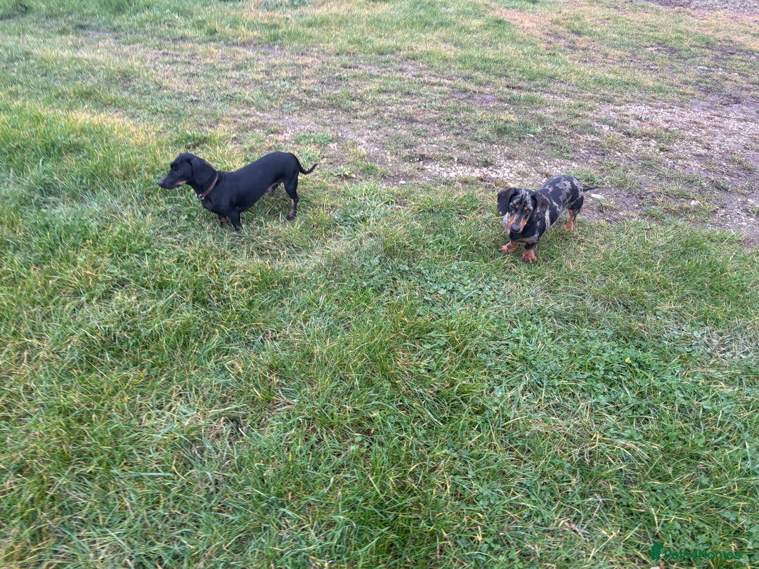 Dachshund dogs for sale: Miniature dachshund  - Image 3