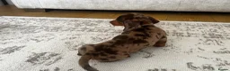 Miniature Dachshund dogs for sale: Miniature smooth haired Dachshund  in Tredegar - Advert 37