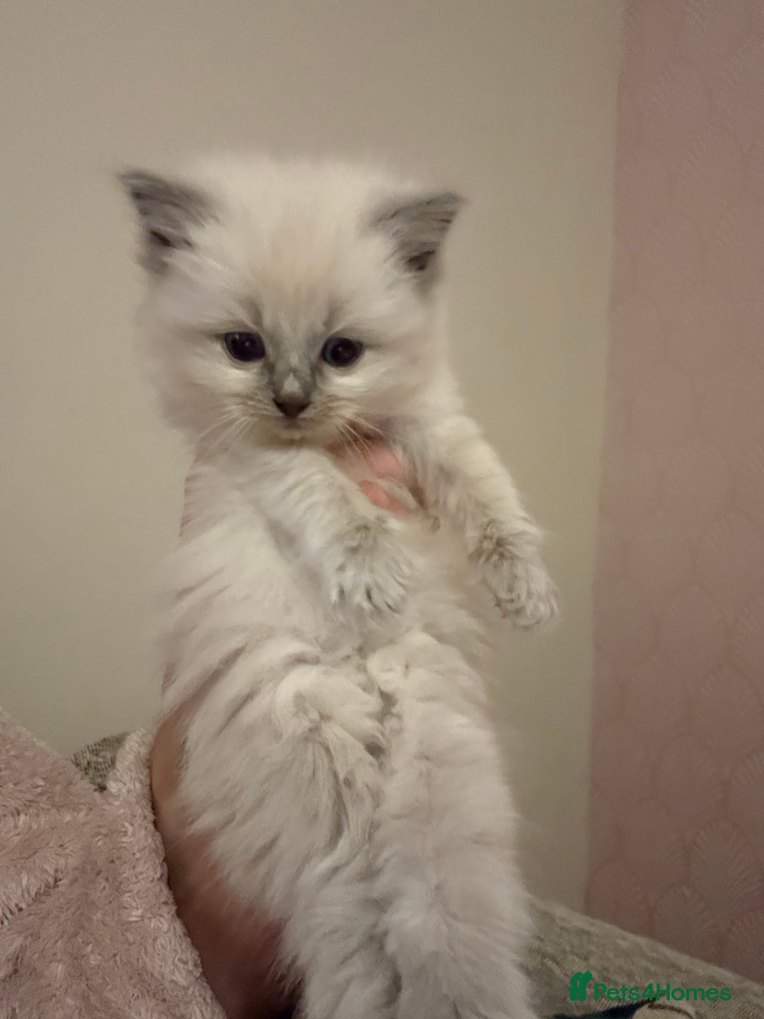 Ragdoll cats for sale: Ragdoll kittens for sale  - Advert 17