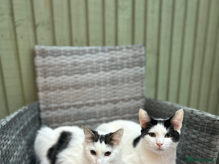 Mixed Breed cats Rex and Dorito - Advert 1