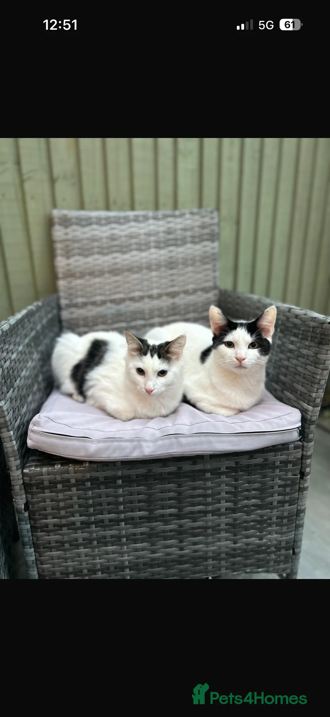 Mixed Breed cats for sale: Rex and Dorito  - Advert 1