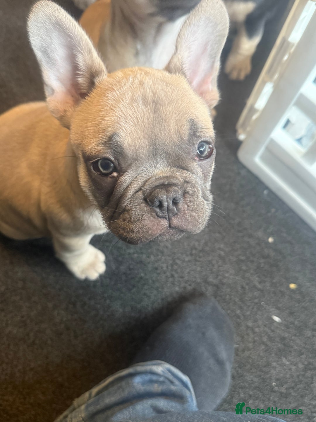 French Bulldog dogs for sale: French bulldog puppies - Image 16