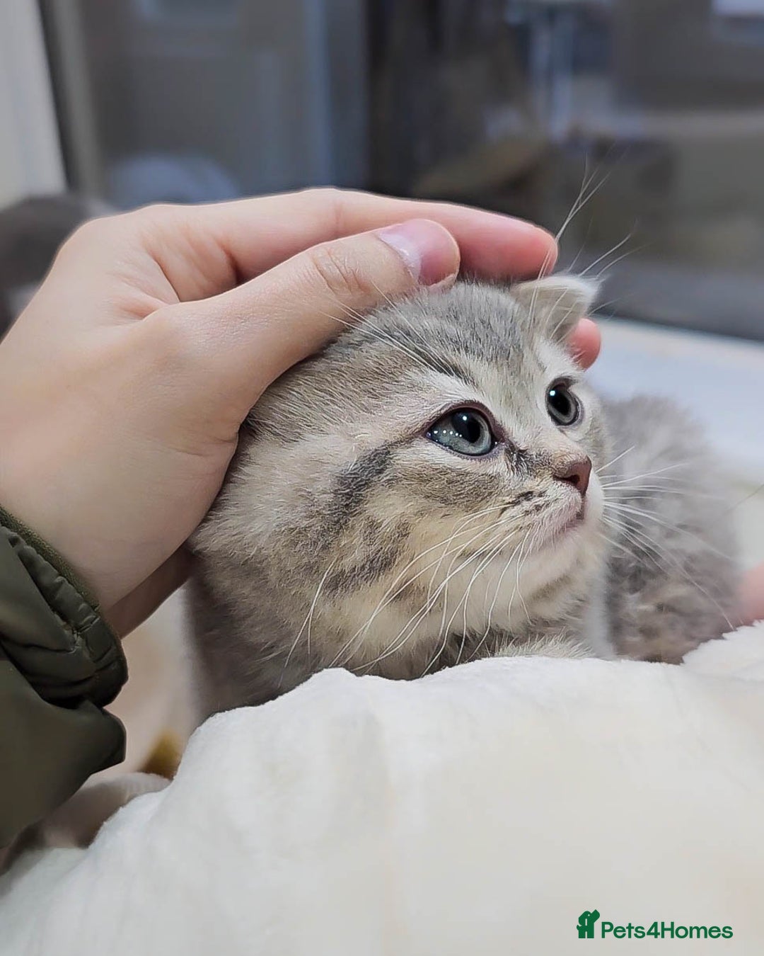 British Shorthair cats for sale: Adorable Kittens Ready For New Home - Advert 10