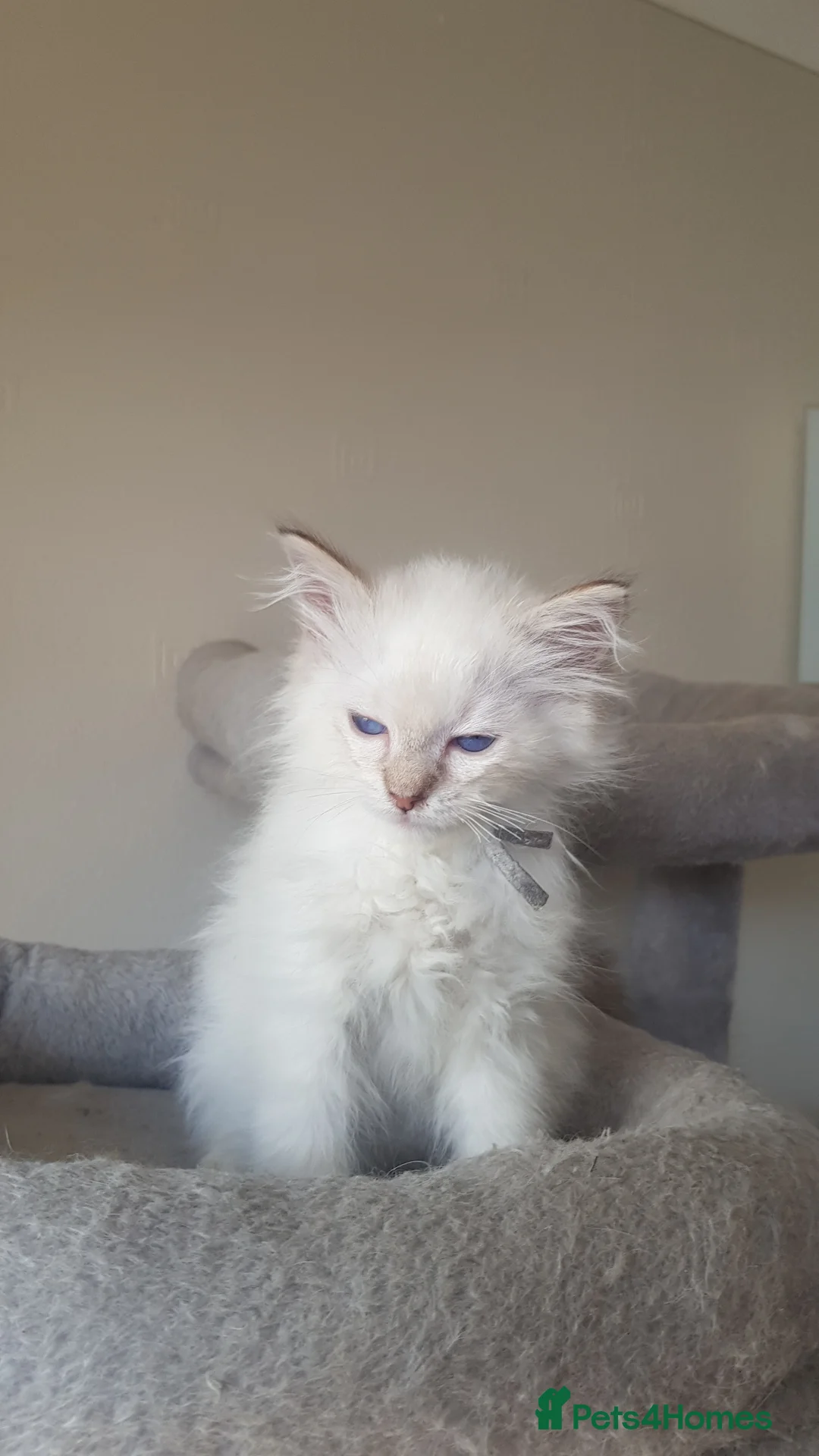 Ragdoll cats for sale: Stunning ragdoll Kitten's  - Advert 2