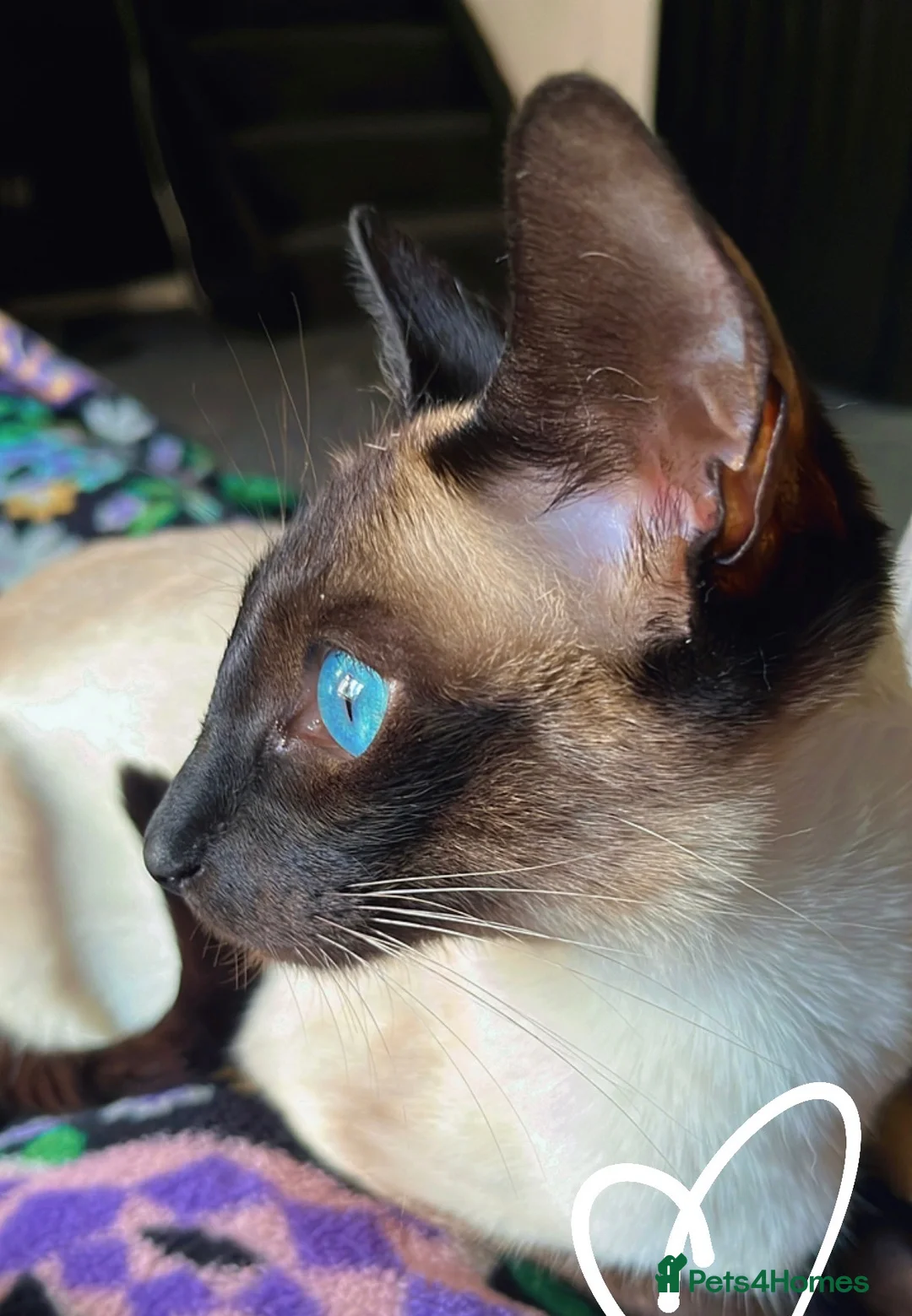 Mixed Breed cats for sale: Siamese cross  - Advert 2