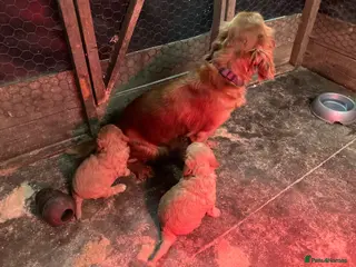 Cockapoo dogs Cuddly Cockapoos - Advert 1