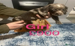 Cocker Spaniel dogs for sale: Stunning cocker spaniels puppies - Advert 3