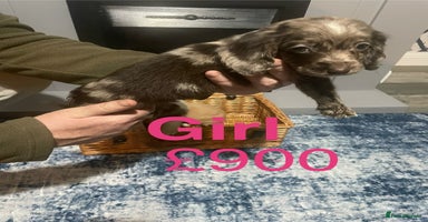 Cocker Spaniel dogs Stunning cocker spaniels puppies - Advert 11