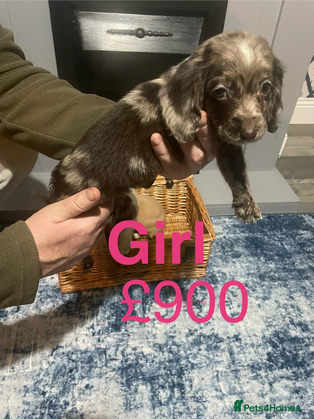 Cocker Spaniel dogs for sale: Stunning cocker spaniels puppies - Advert 3