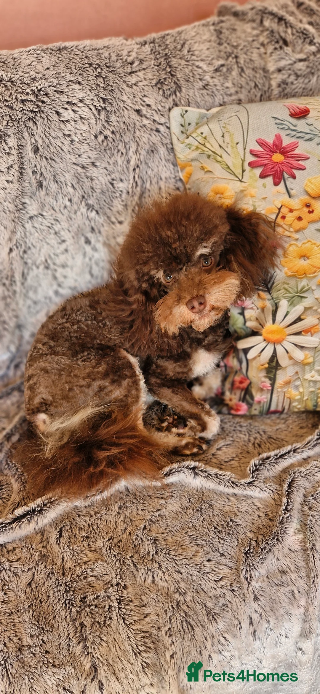 Toy Poodle dogs for stud: Gorgeous Ralph kc toy poodle STUD ONLY in Lincoln - Advert 2