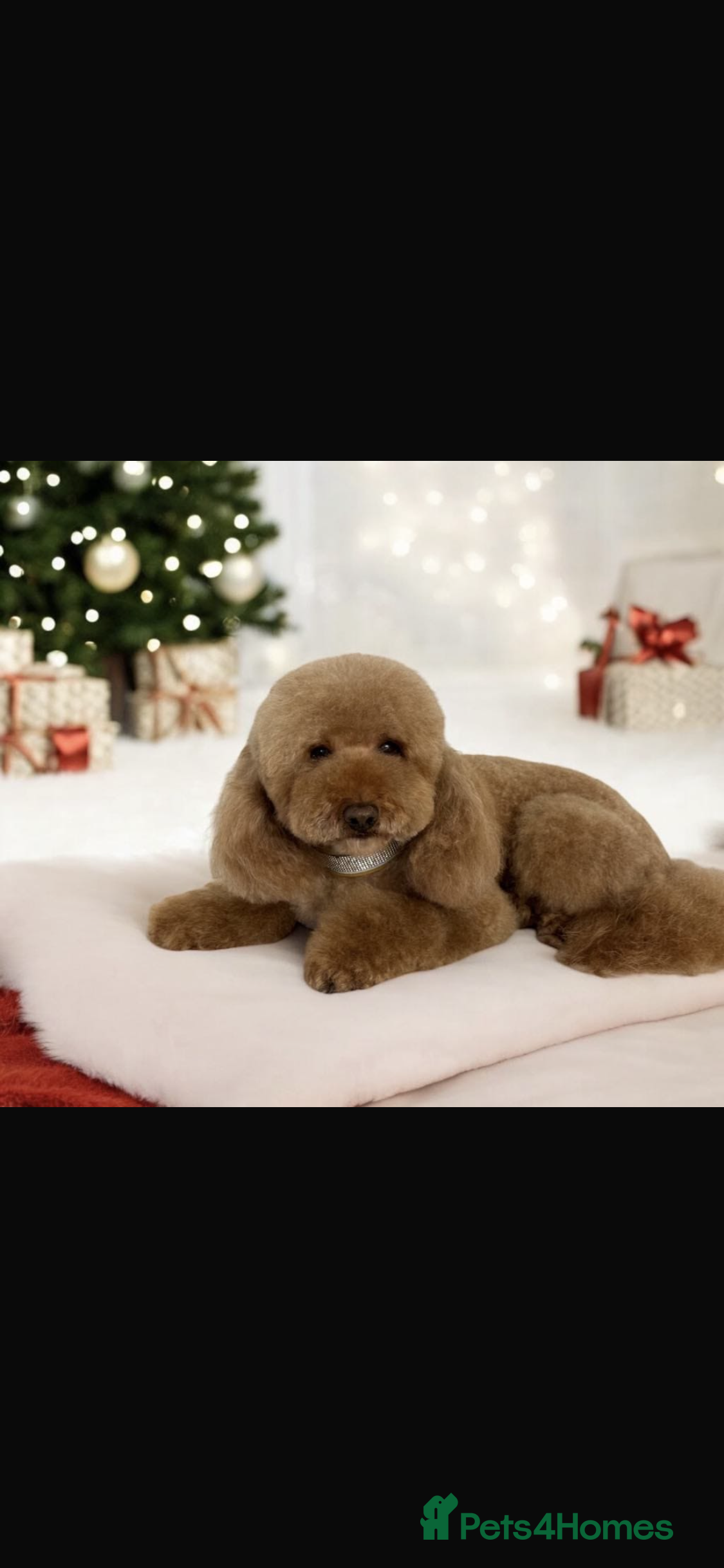 Teddy