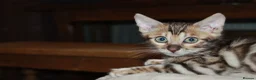 Bengal cats for sale: One Brown Rosette Male Bengal Left! - Advert 34