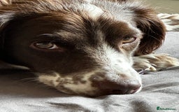 Sprocker dogs for sale: 5 beautiful little sprockers - Image 9