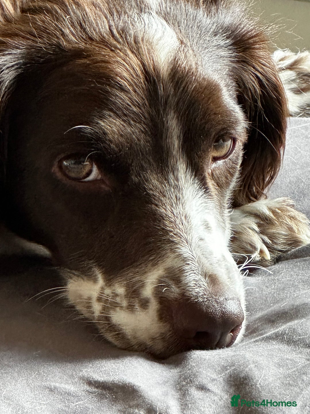 Sprocker dogs for sale: 5 beautiful little sprockers - Image 9