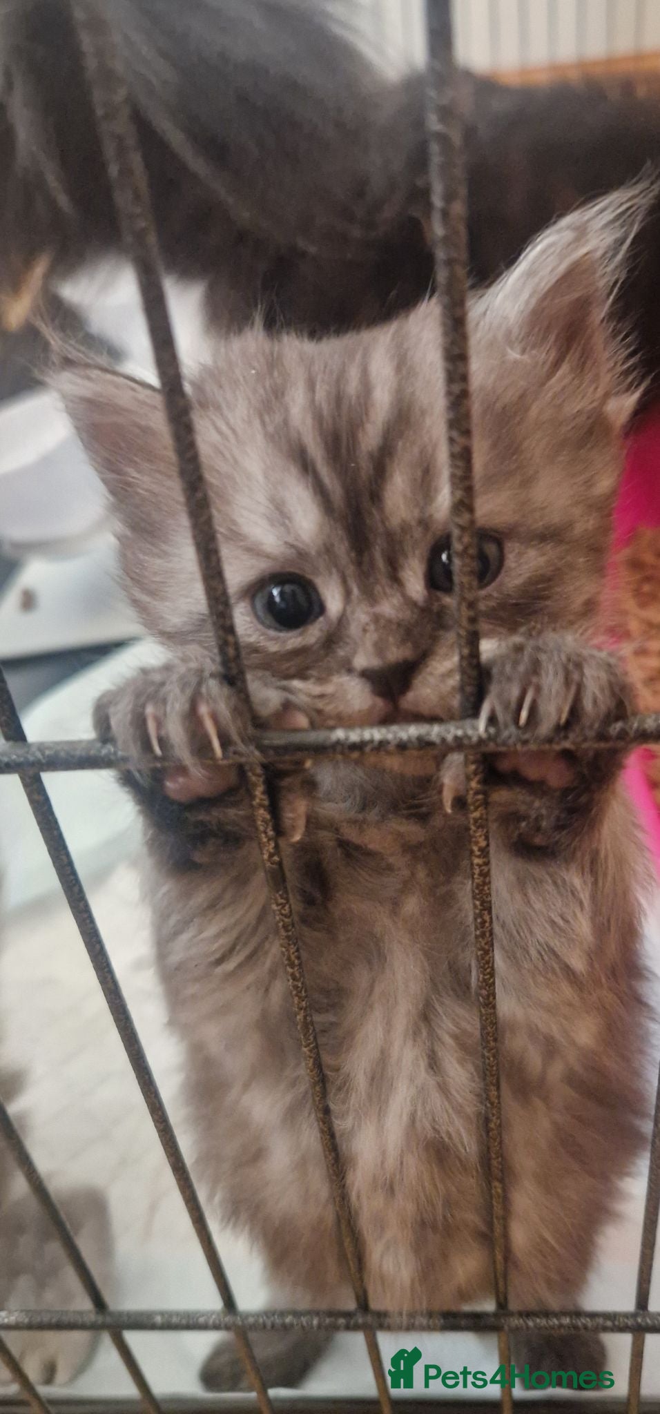 Mixed Breed cats Chincillia ragdoll - Advert 14