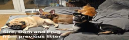 Frug dogs for sale: FRUG puppies looking for loving, forever homes now - Advert 5