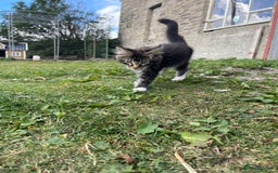 Maine Coon cats for sale: Full pedigree MaineCoon kittens  - Image 18