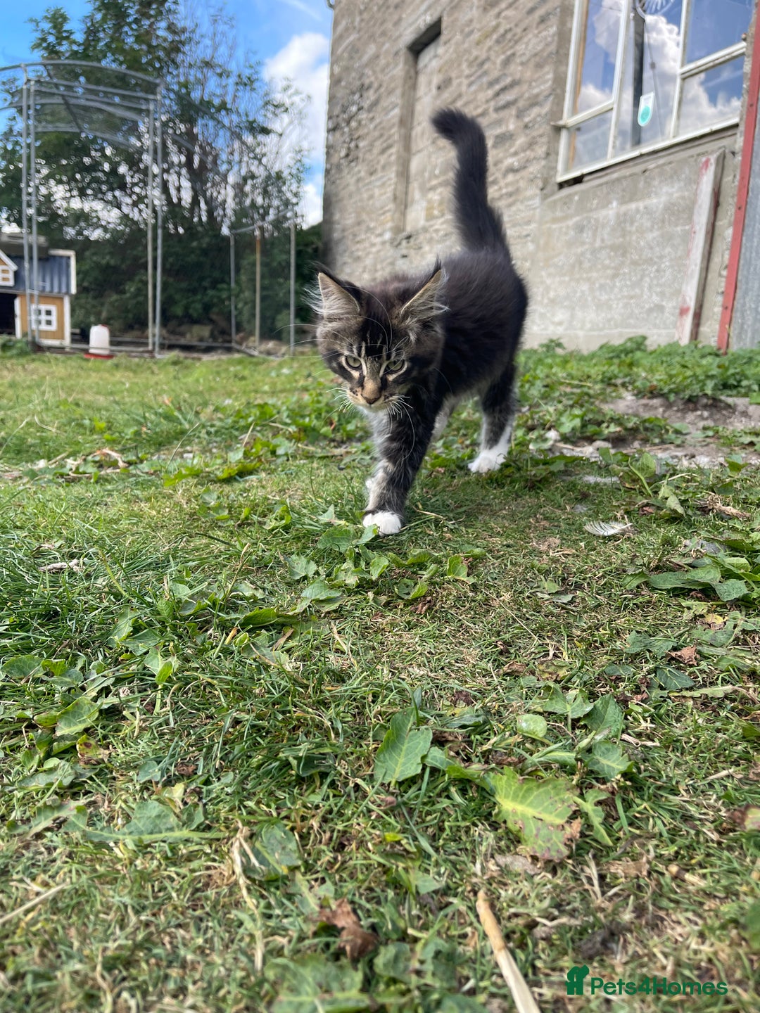 Maine Coon cats for sale: Full pedigree MaineCoon kittens  - Image 18