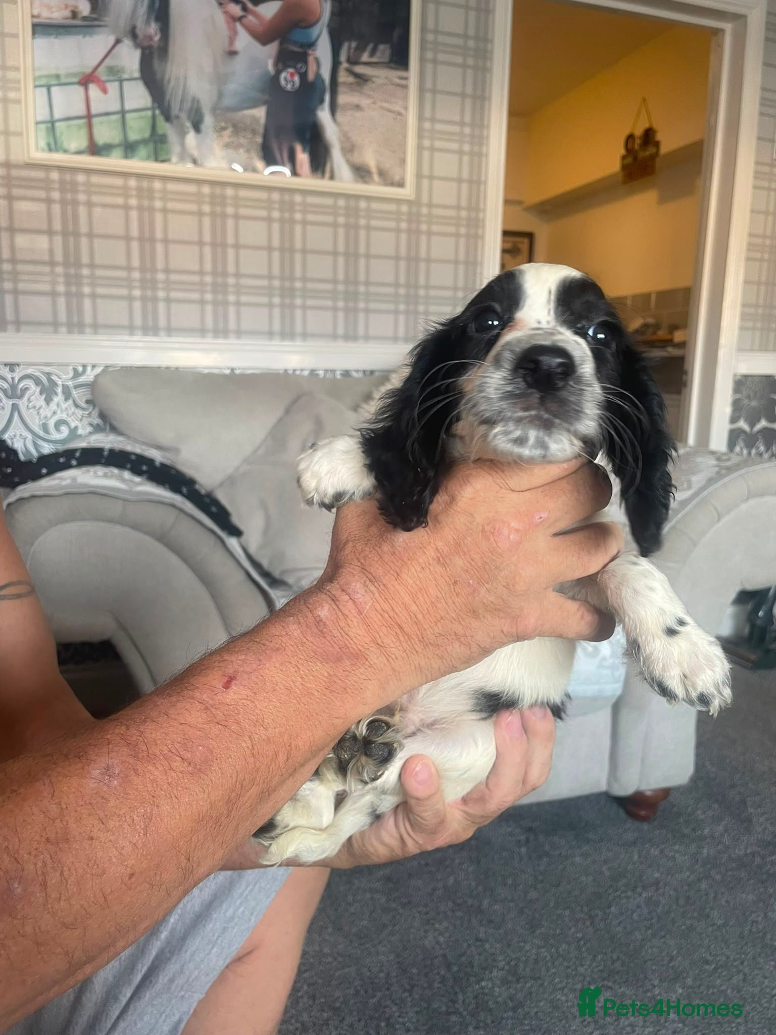 Cocker Spaniel dogs 2 girls & 2 boys cocker spaniels - Advert 1